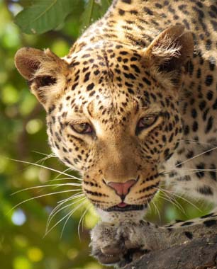 Botswana