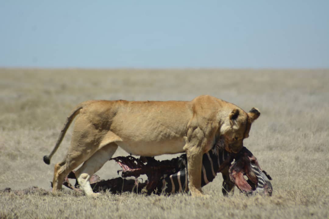 Central Serengeti