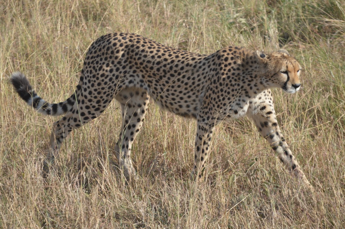 Serengeti National Park