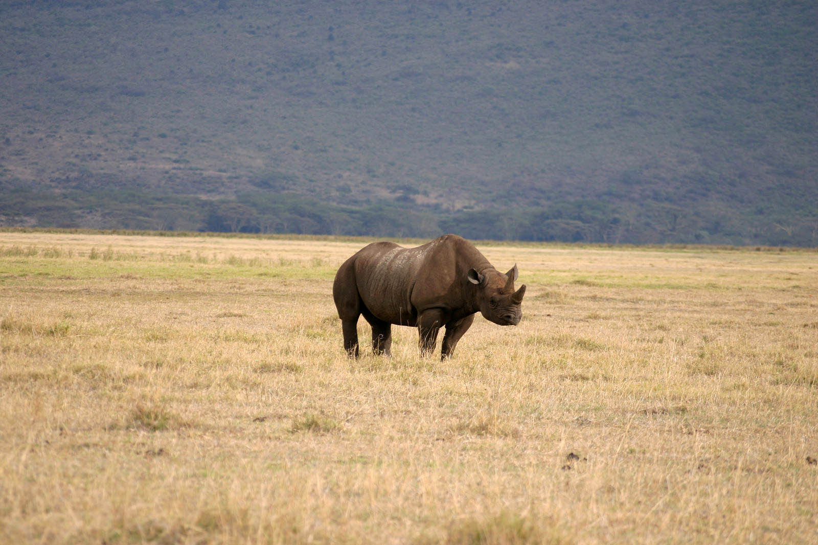 Ngorongoro Conservation Area