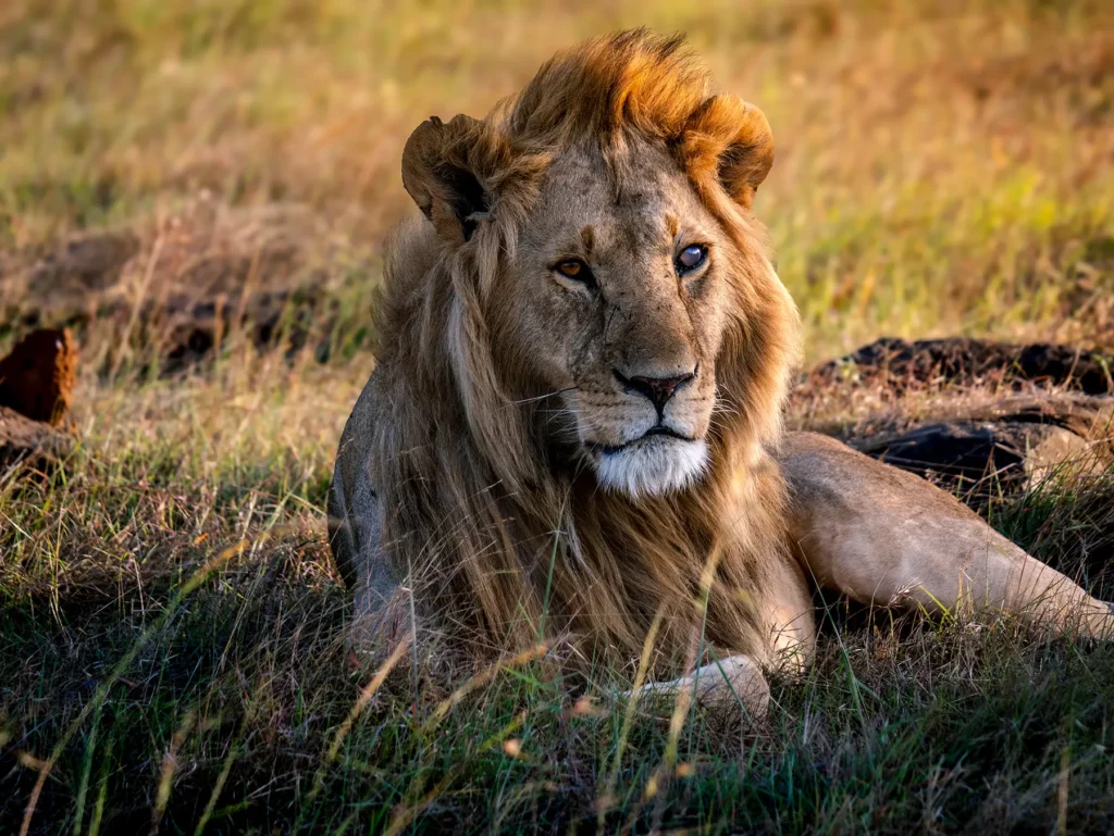 Masai Mara National Reserve