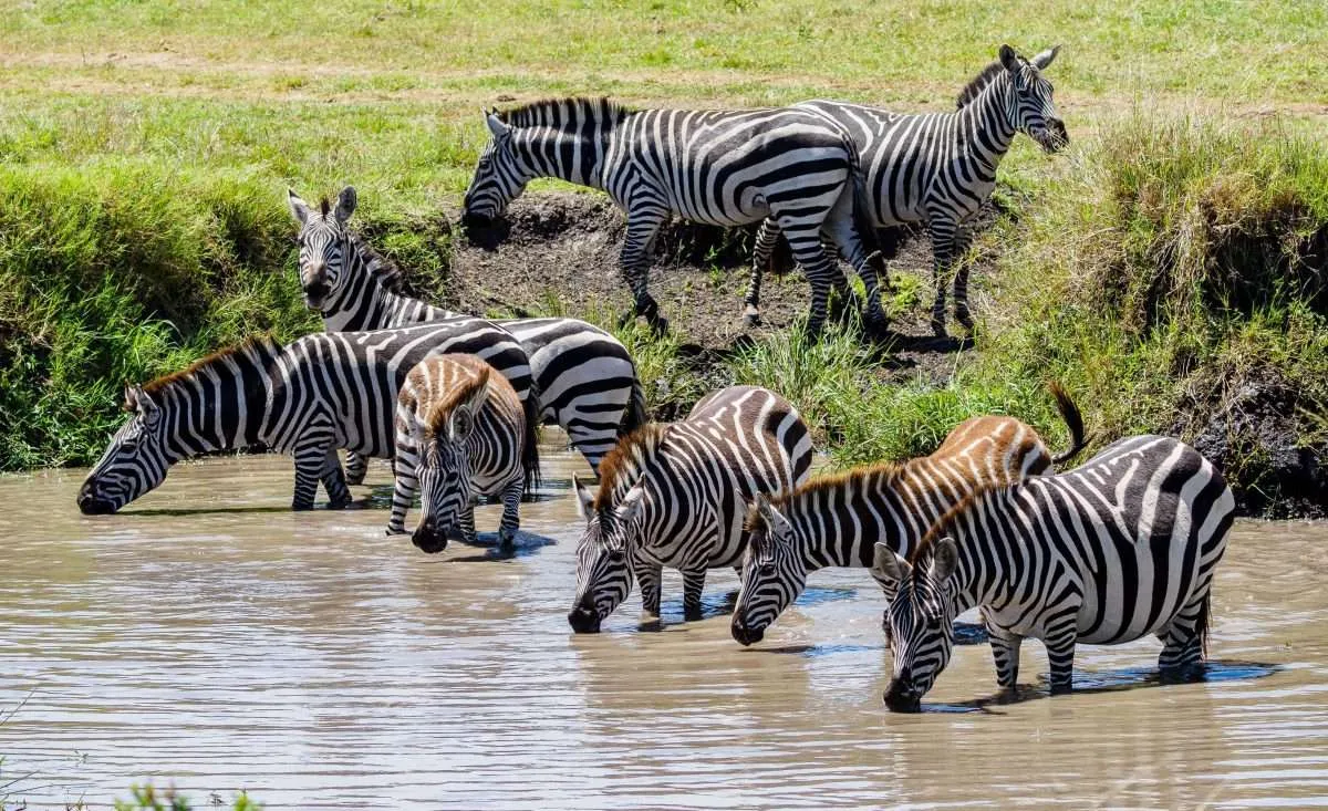 Masai Mara National Reserve