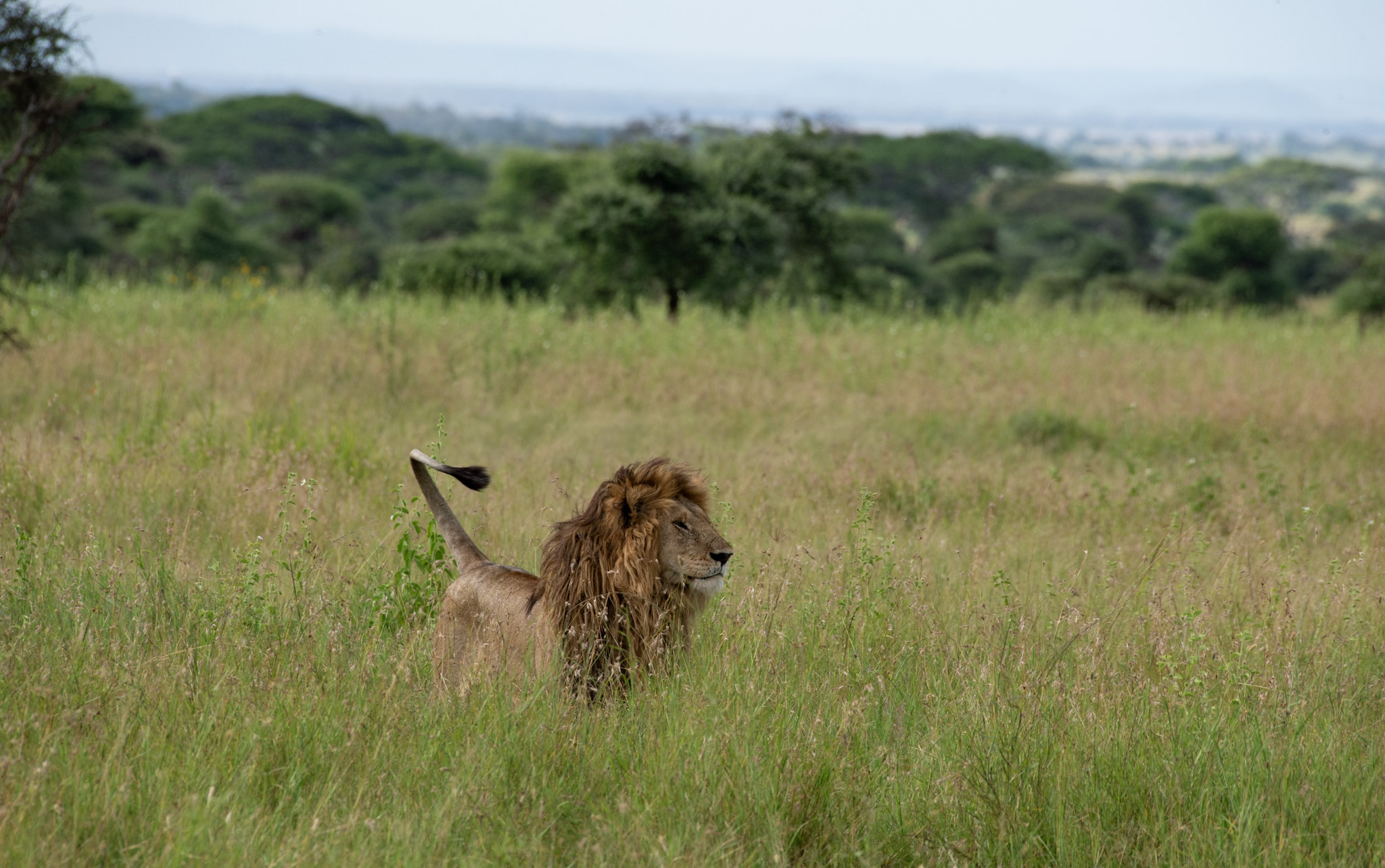 Central Serengeti