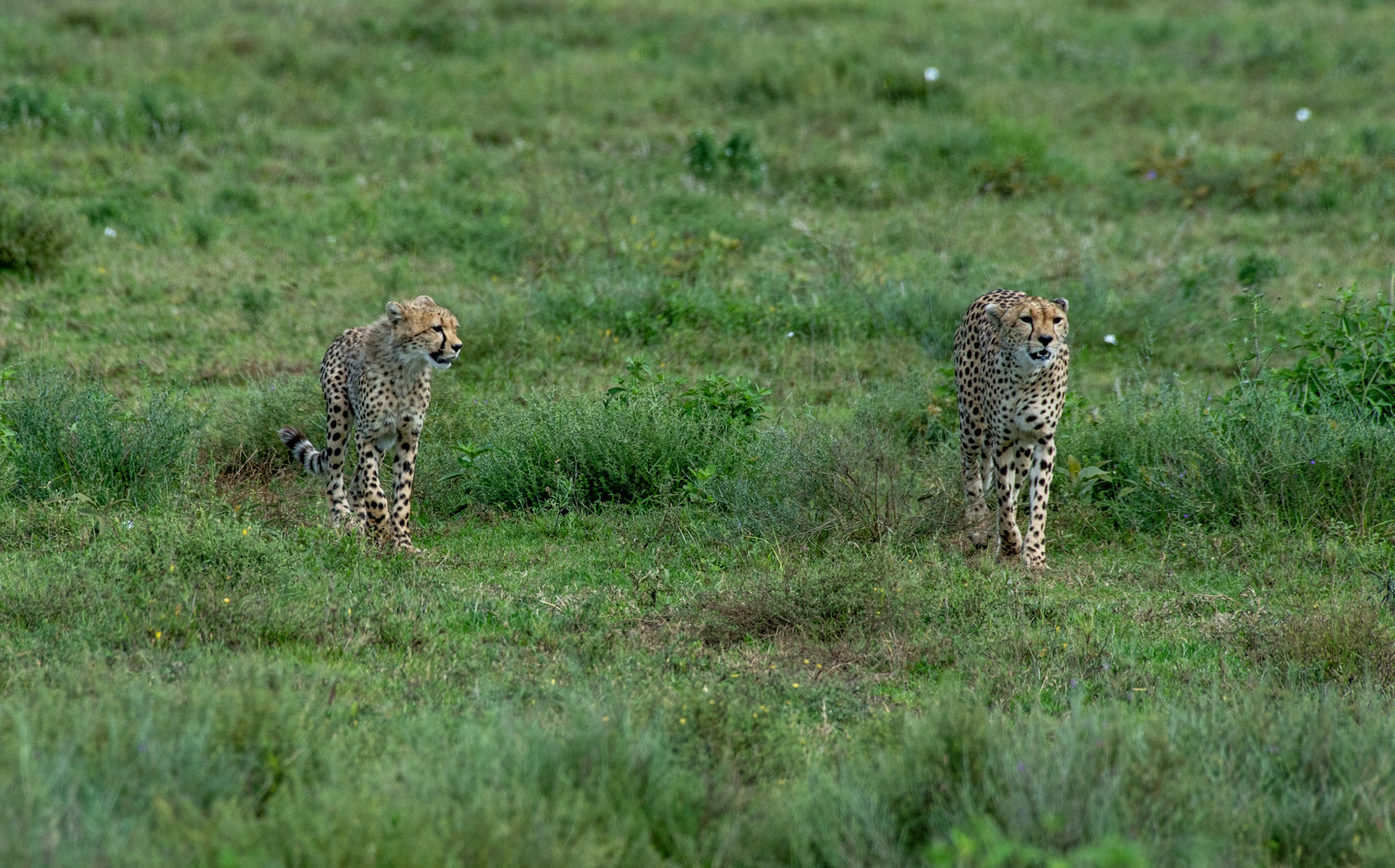 Central Serengeti