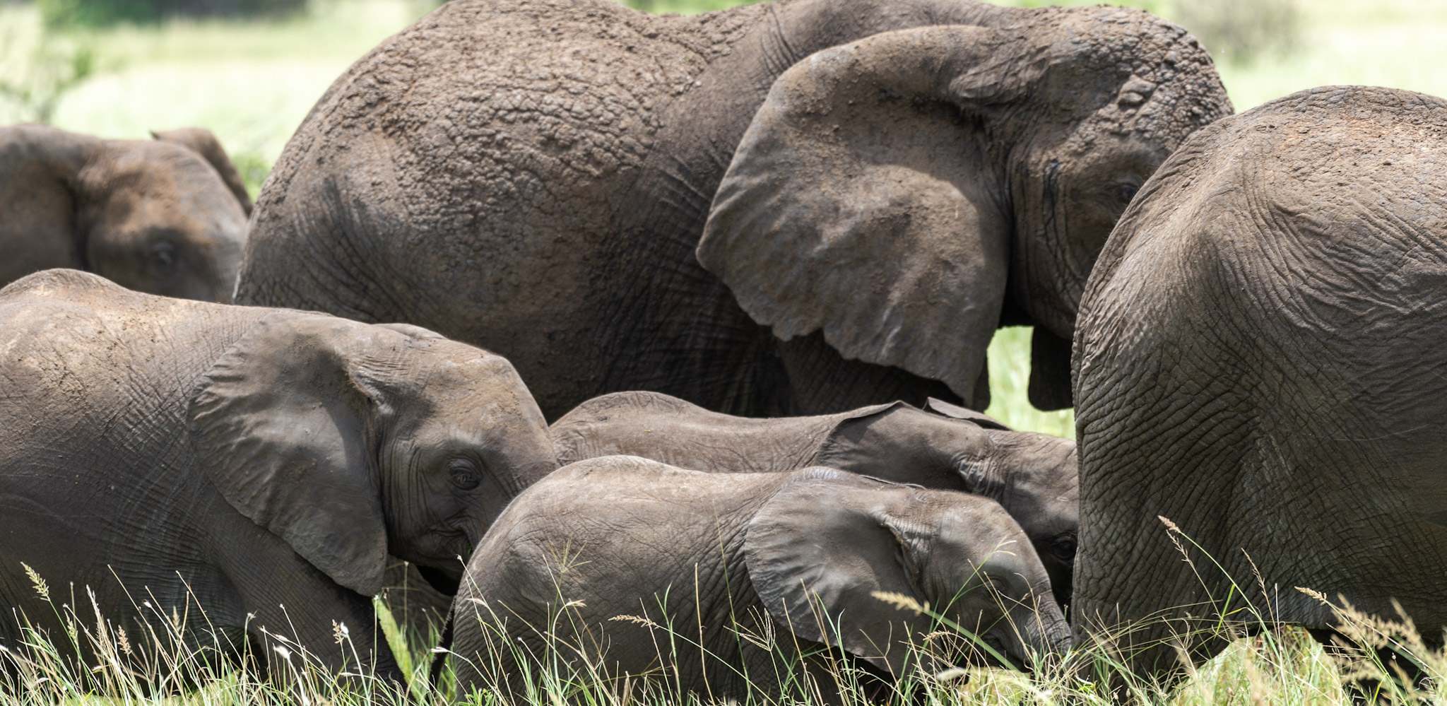 Tarangire National Park