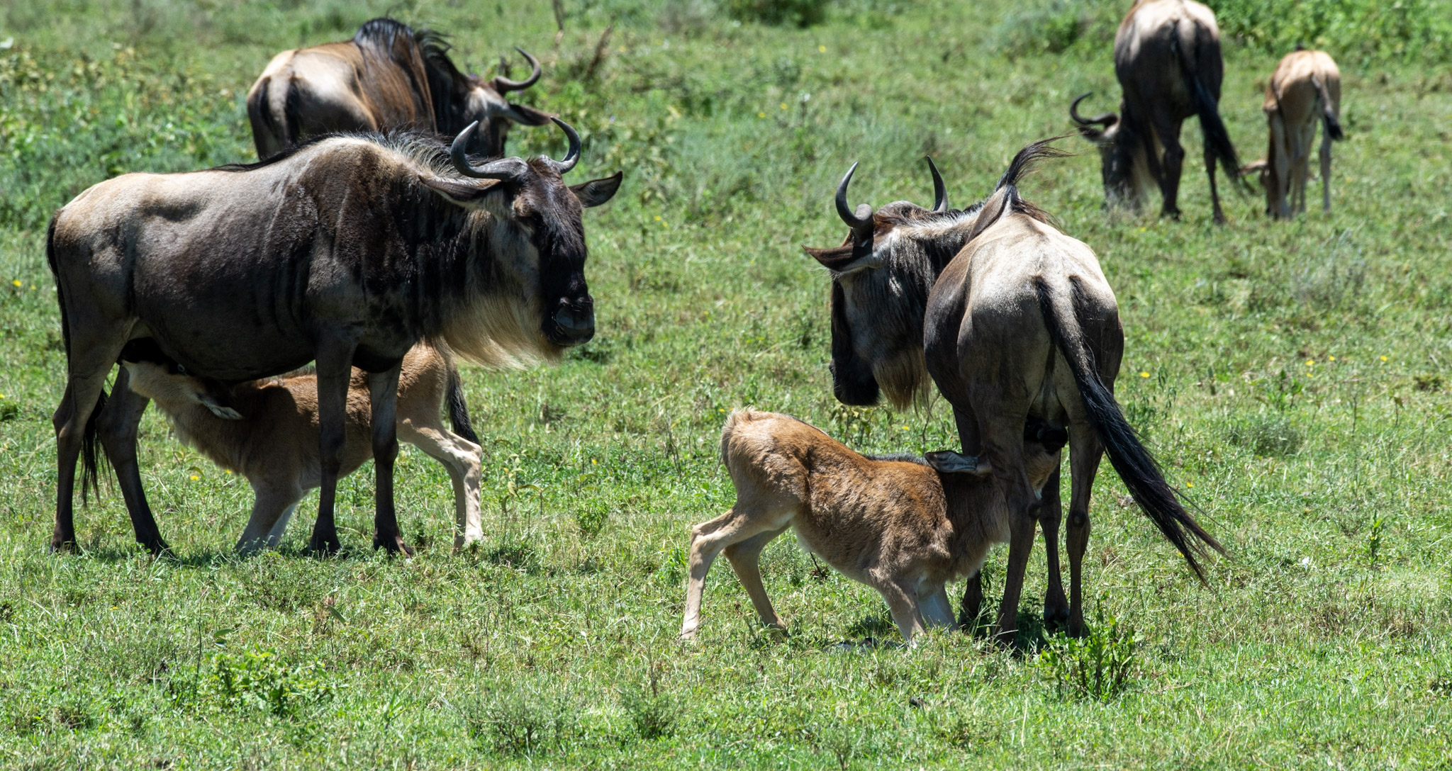 Ndutu