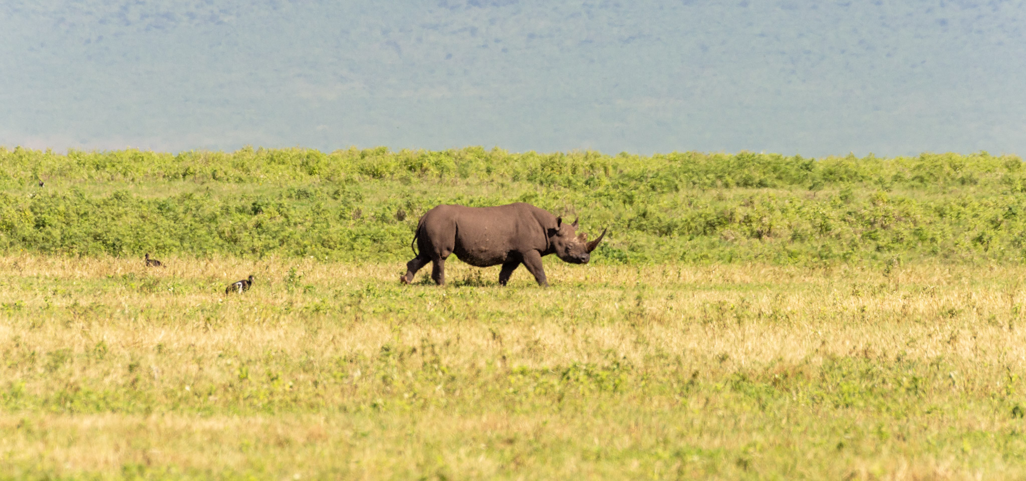 Ngorongoro Conservation Area