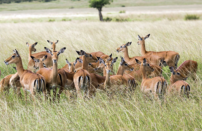Serengeti National Park