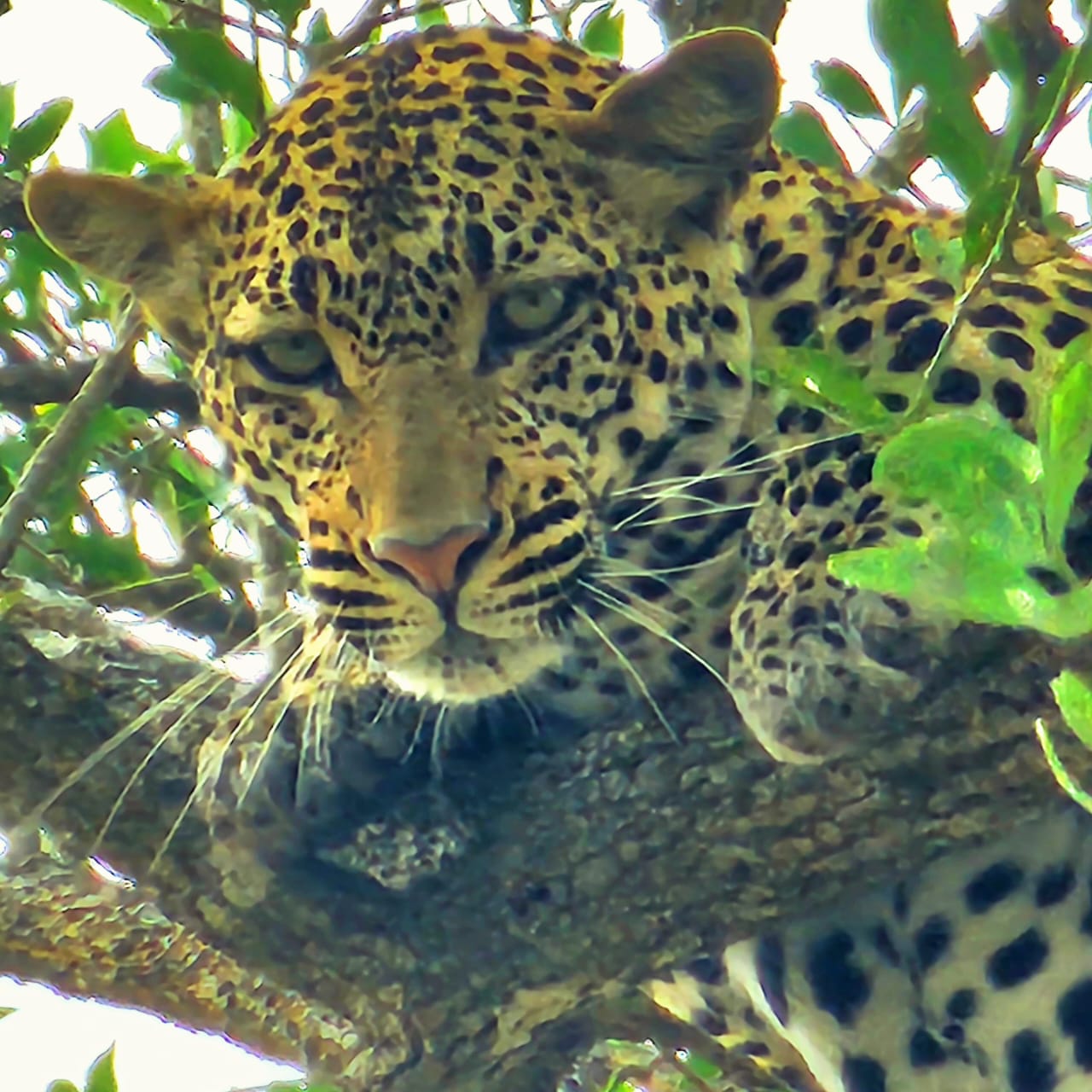 Ngorongoro Conservation Area