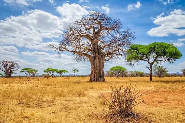 Conserve Safari Camp