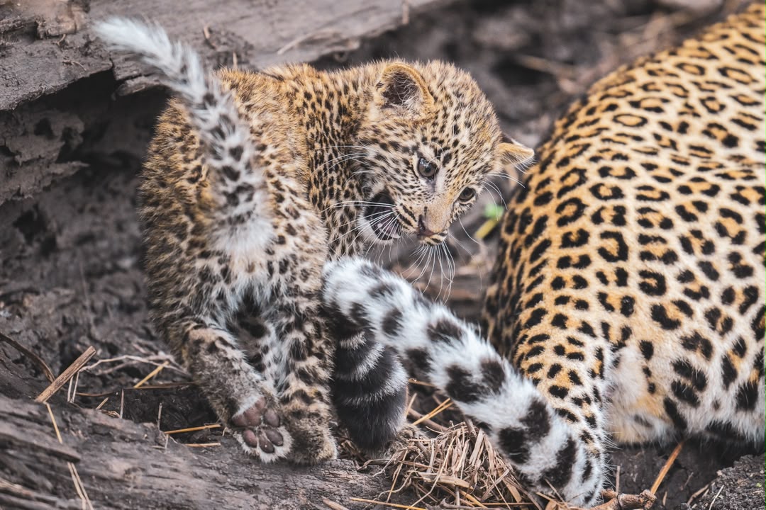 Central Serengeti