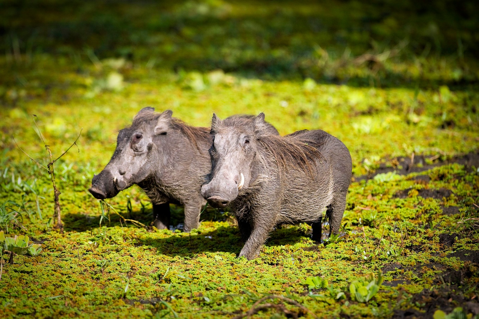 Tarangire National Park
