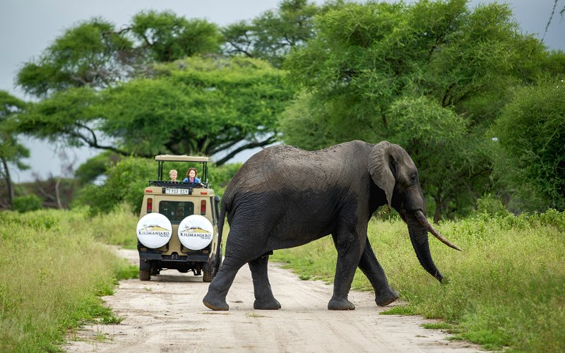 5 Days Best Of The Tanzania Safari Package Budget Safari