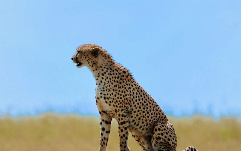 8 Day Tanzania Safari & Beach Holiday