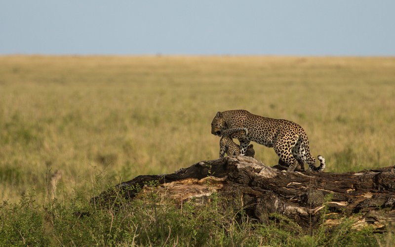 6 Day Luxury Honeymoon Safari In Tanzania | Four Seasons Serengeti Experience