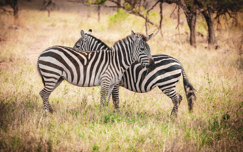 7 Days Nature Explore (Tarangire, Ngorongoro & Serengeti)