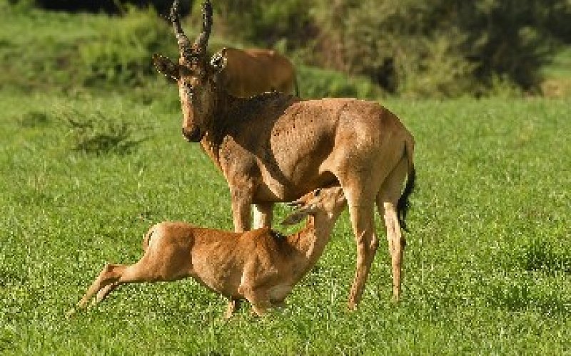 3/ 4 Days Safari Proposal To Murchison Falls N. Park