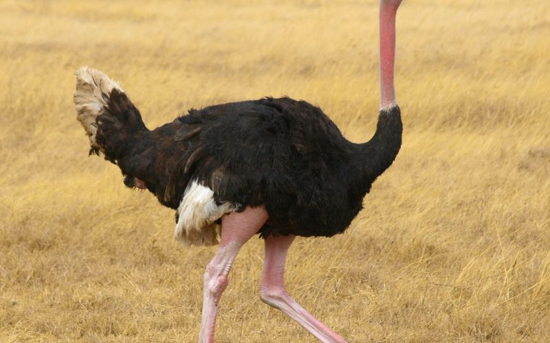 2 Day Tariff Safari & Ngorongoro Crater Express
