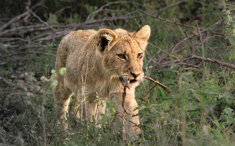 3 Days Tarangire, Ngorongoro, Lake Manyara Parks