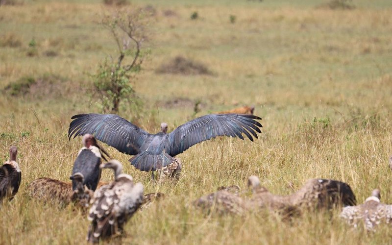 4 Day Tanzania Safari In