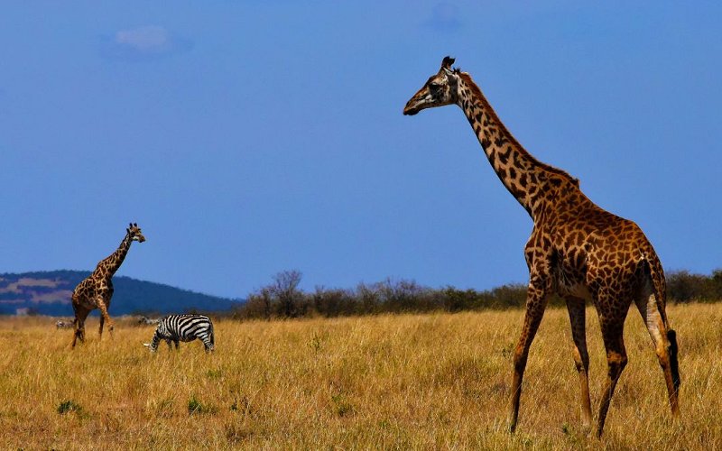 6 Day Tanzania Northern Circuit Safari