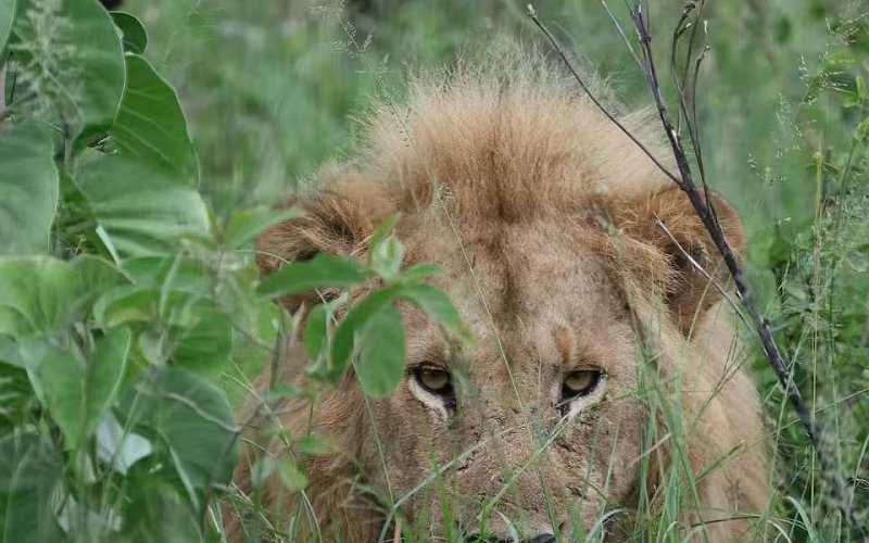 3 Day Tanzania Wildlife Adventure: Tarangire, Ngorongoro & Lake Manyara